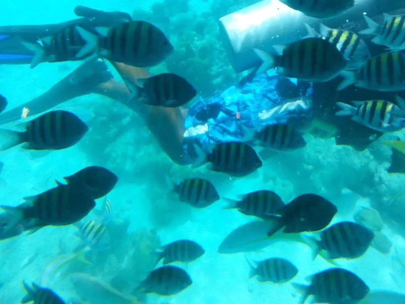 Scuba diver surrounded by tropical fish in a vibrant coral reef underwater scene.